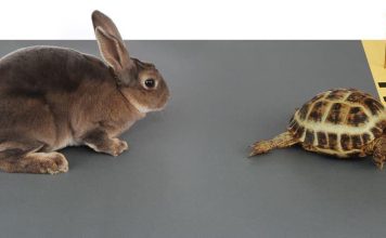 Lexojeni/ Lepuri dhe breshka, fabula e famshme e Ezopit