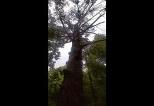 Pisha e Marie Tucit, si pisha e Shën Françeskut