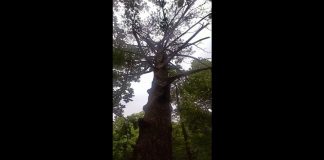 Pisha e Marie Tucit, si pisha e Shën Françeskut