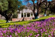 Apolonia në stinën e saj më të bukur: Pranvera mbi qytetin antik (Foto)